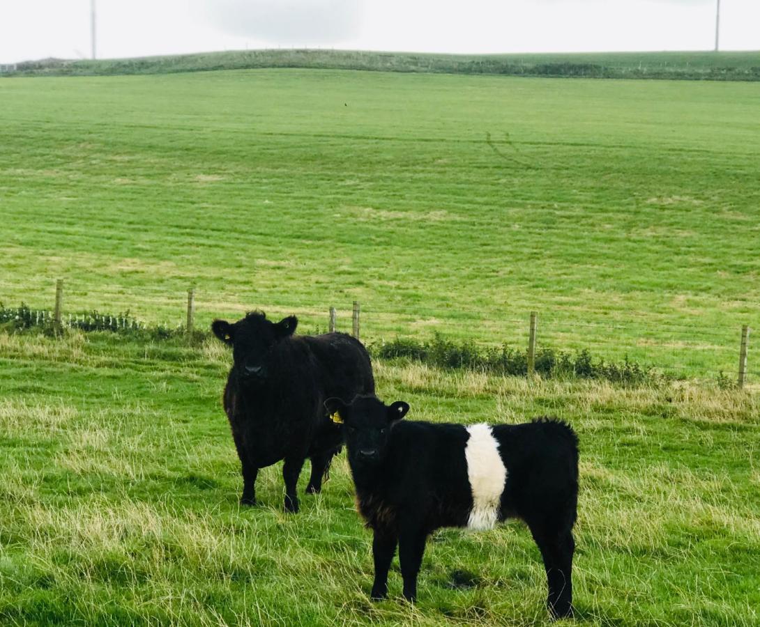 Lodge Cabin With Fabulous Views - Farm Holiday Stranraer Bagian luar foto